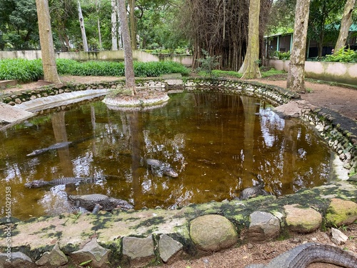 Fototapeta Naklejka Na Ścianę i Meble -  Crocodile in the lake pond