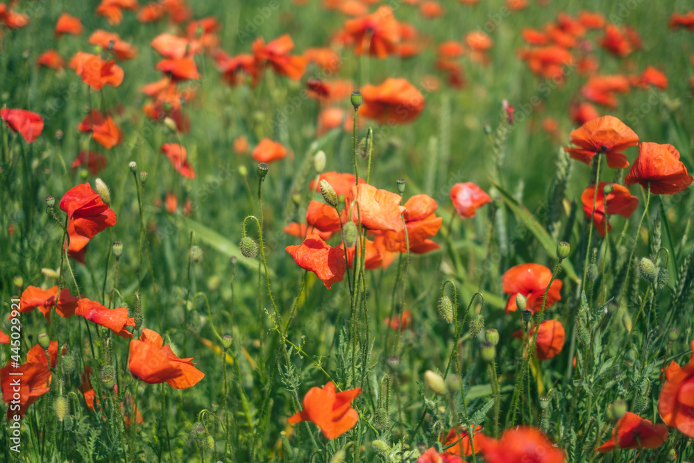 Bright red poppy field in summer