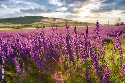 Sunset on a field covered with wildflowers in the summer season against the backdrop of a cloudy sky. Summer sunset in a blooming field of purple flowers. Selective focus of the image