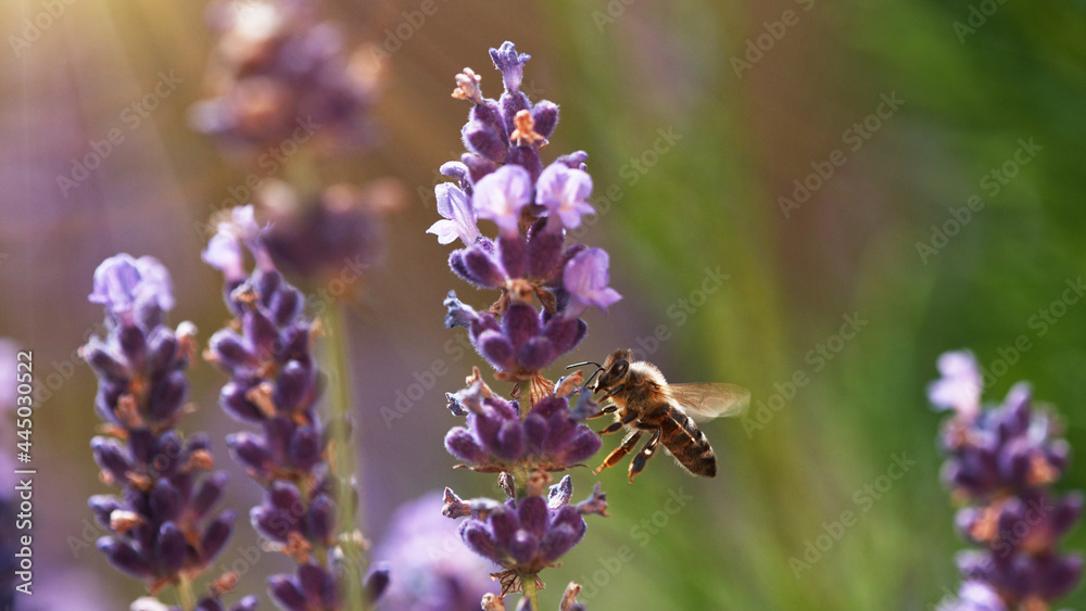 Detail of bee gathering pollen from lavender blossoms Detail of bee gathering pollen from lavender blossoms
