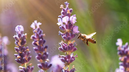 Detail of bee gathering pollen from lavender blossoms