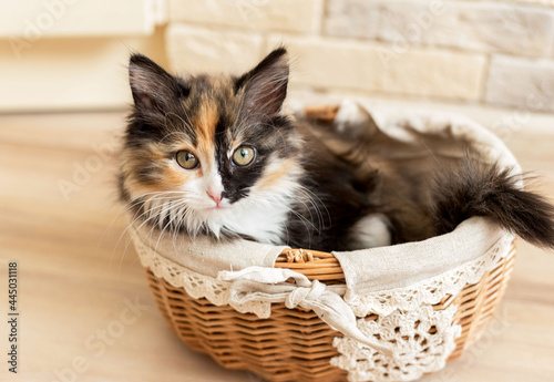 A cute little kitten sits in a basket and looks at you. He has a funny half-black, half-red nose. It is tricolor. He watches carefully. © Ольга Деревяженкова