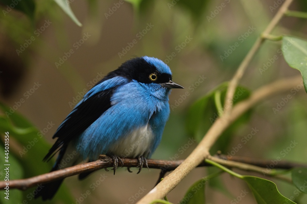 blue dacnis on a branch