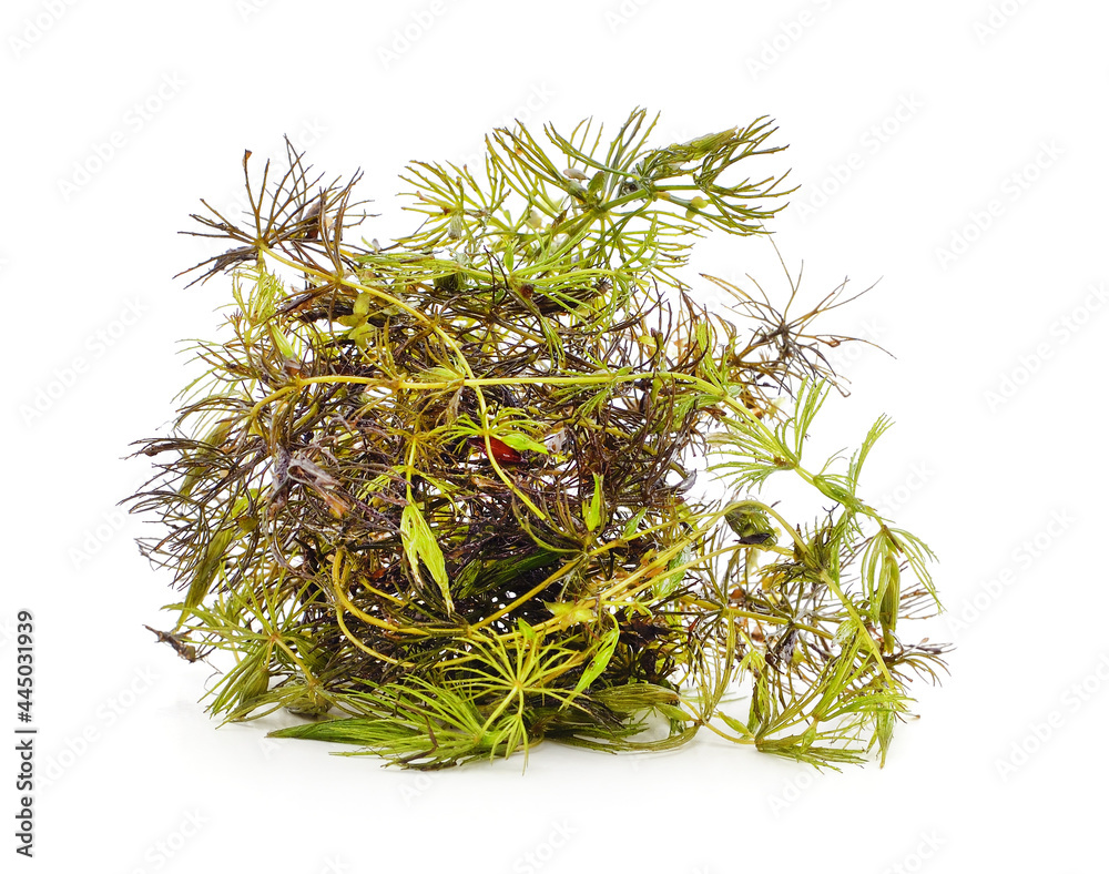 Bunch of green algae. Bunch of green algae.
