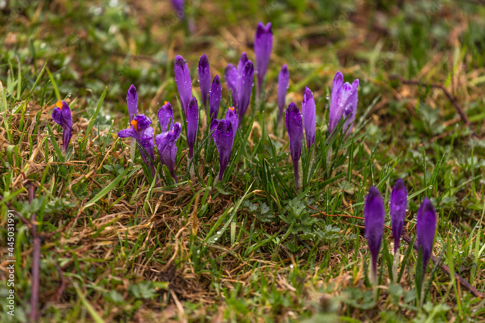 Blooming crocuses in the Chocholowska Clearing. Tatra Mountains, Poland. Blooming crocuses in the Chocholowska Clearing. Tatra Mountains, Poland.