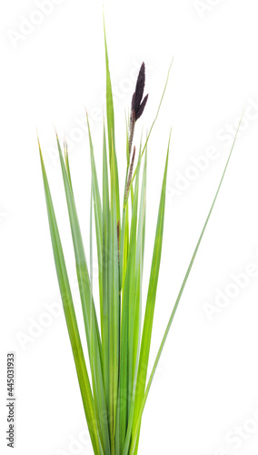 Photo Bunch of green sedge with flower.