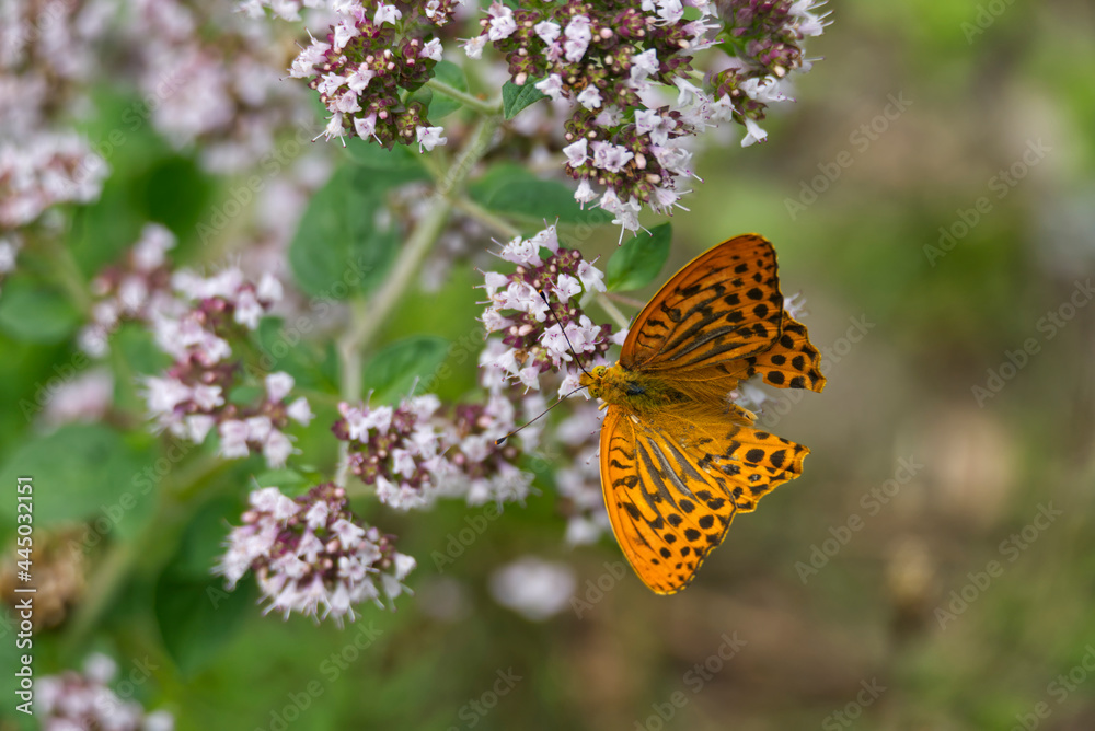 Silver-washed Fritillary butterfly (Argynnis paphia) with open wings sitting on white flower in Zurich, Switzerland Silver-washed Fritillary butterfly (Argynnis paphia) with open wings sitting on white flower in Zurich, Switzerland
