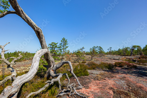 Fallen and dead pine tree on a rugged rock along the Grottstigen cave nature trail at Geta in Åland Islands, Finland, on a sunny day in the summer.