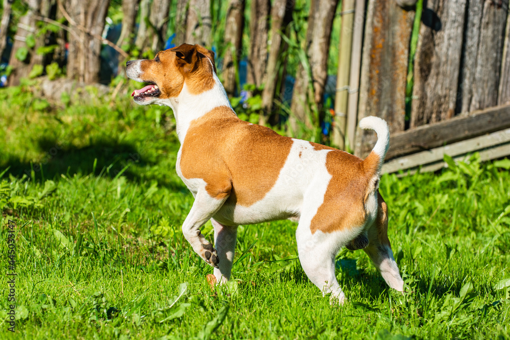 Jack Russell Terrier with a raised paw. Against the background of green grass and a wooden fence.
