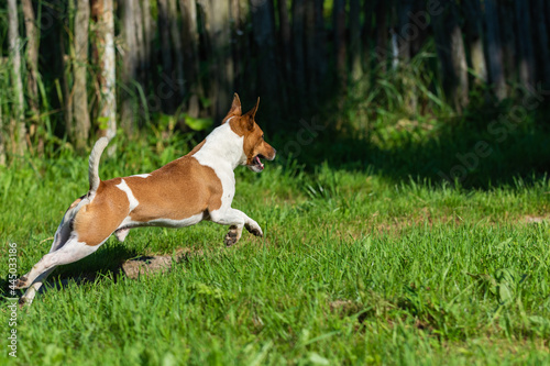Jack Russell Terrier jumping. Against the background of green grass and a wooden fence.