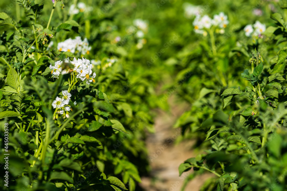  Blooming green potatoes in the beds with white flowers.