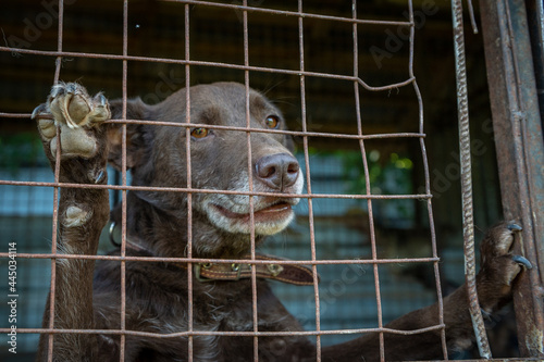 Homeless dogs in the shelter in a cage behind bars. Dog behind the net © andyborodaty