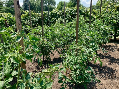 rows of  tomatoes in the garden