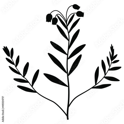Blooming branch of bog rosemary plant. Andromeda Polyfolia. Black silhouette on white background. Beautiful floral design.	
