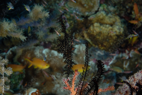A picture of a ghost pipe fish