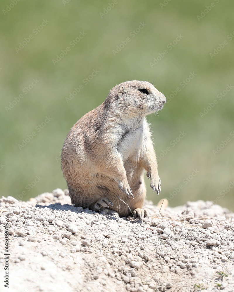 Fototapeta premium A Cute Little Prairie Dog Near the Badland National Park in South Dakota