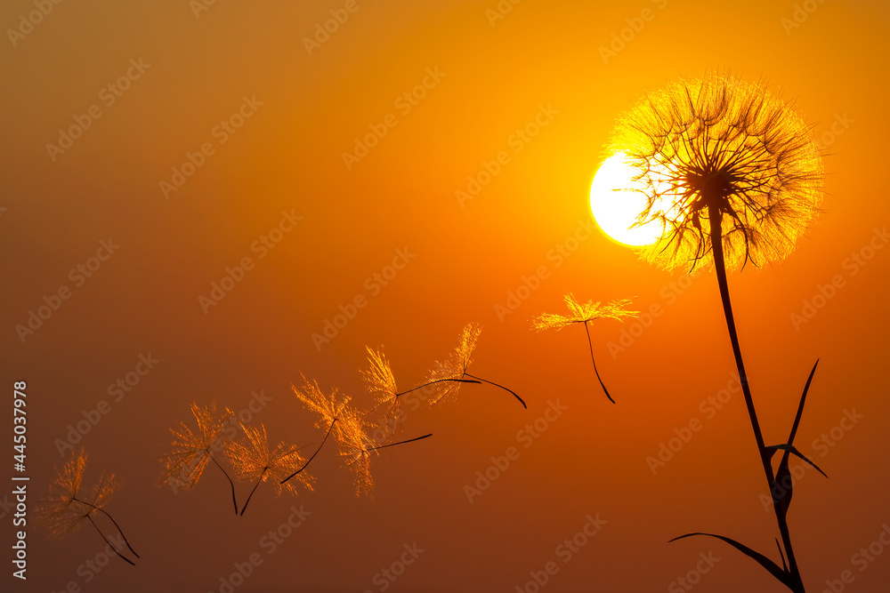 Dandelion flower seeds fly against the backdrop of the evening sun and sunset sky. Floral botany of nature