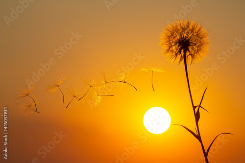 Dandelion flower seeds fly against the backdrop of the evening sun and sunset sky. Floral botany of nature