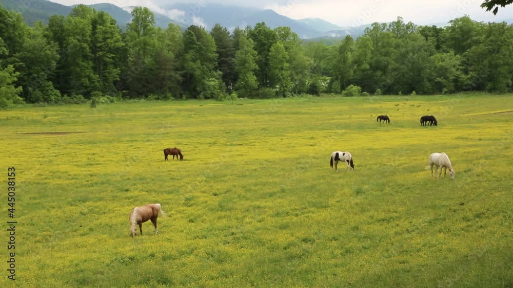 Pasture in Great Smoky Mountains NP, Tennessee Pasture in Great Smoky Mountains NP, Tennessee