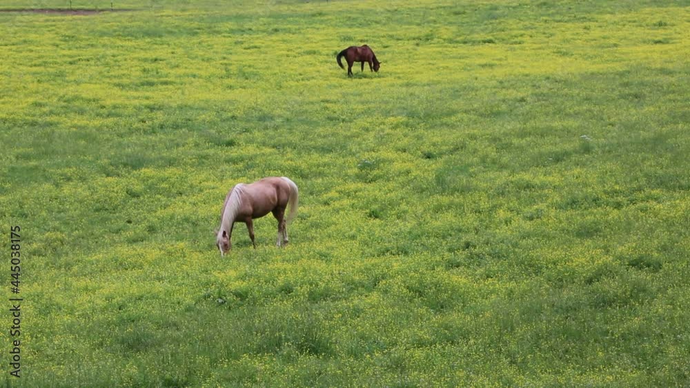 Horse on pasture - Tennessee Horse on pasture - Tennessee