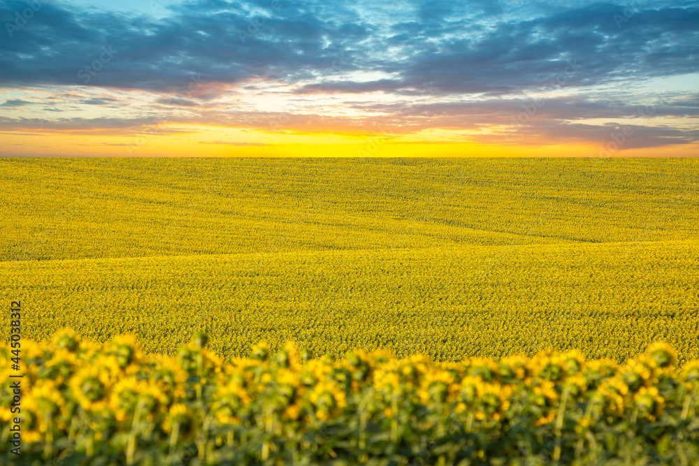 large field of blooming sunflowers against the backdrop of the sunset sky. Agronomy, agriculture and botany