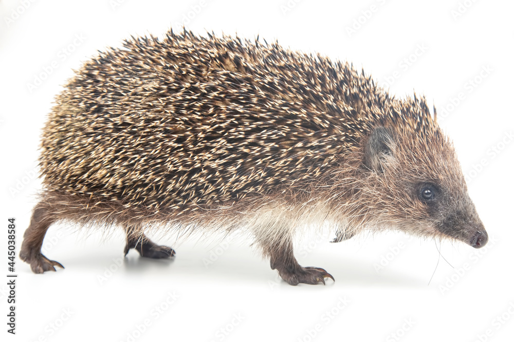Obraz premium Erinaceus europaeus. Common European hedgehog on a white background