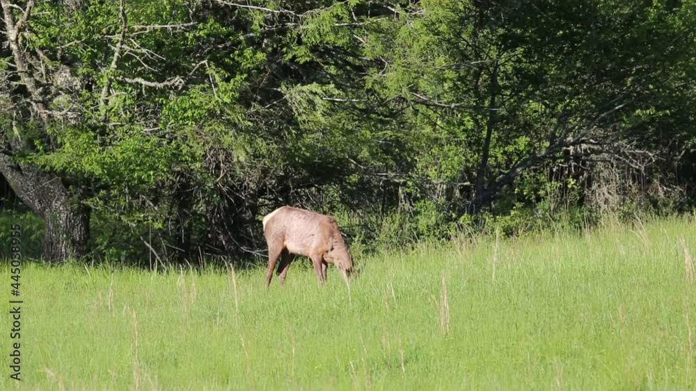 Female elk on the edge of meadow - Tennessee Female elk on the edge of meadow - Tennessee