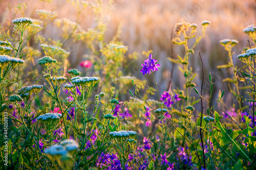 Canvas Print Beautiful wildflowers on a green meadow