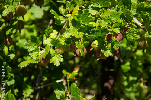 Nutrition Information About Rasbhari, Cape Gooseberries, or Golden Berries, Golden Berry, Physalis peruviana Medicinal Plant in garden