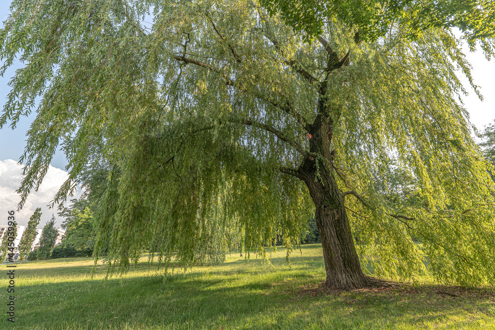 Naklejka premium Park, tree, trash can, path, forest, nature, leaves, sawn tree