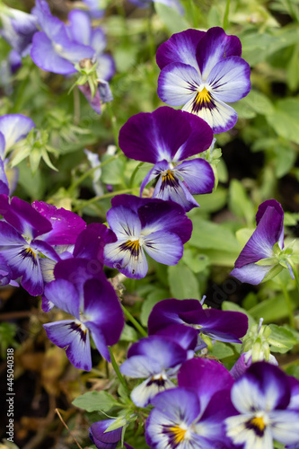 Purple flowers in bloom