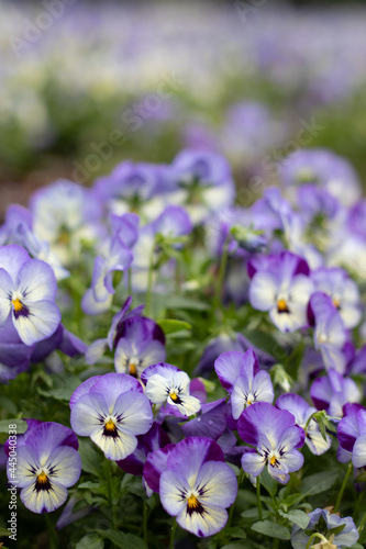 Purple flowers in spring