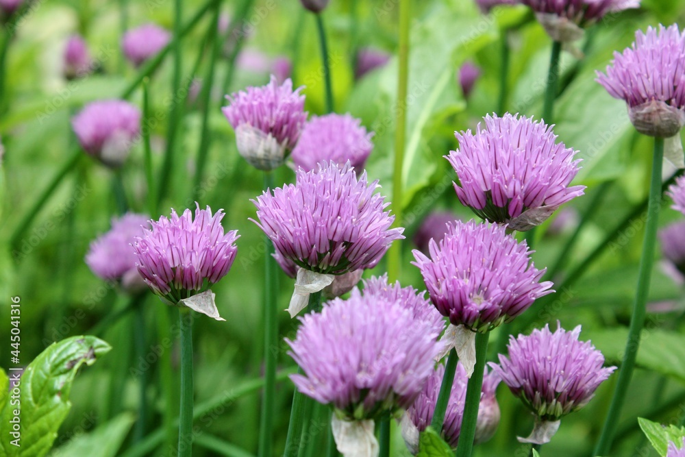 Purple flowers in the garden Purple flowers in the garden