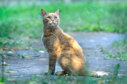 Portrait of a ginger cat with green eyes outdoors with a blurred natural background. Selective focus