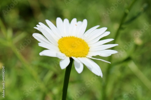 daisy flower in the garden 