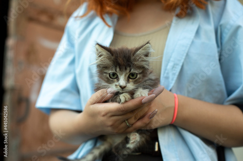 Fototapeta Naklejka Na Ścianę i Meble -  Kitten in the hands of a girl.