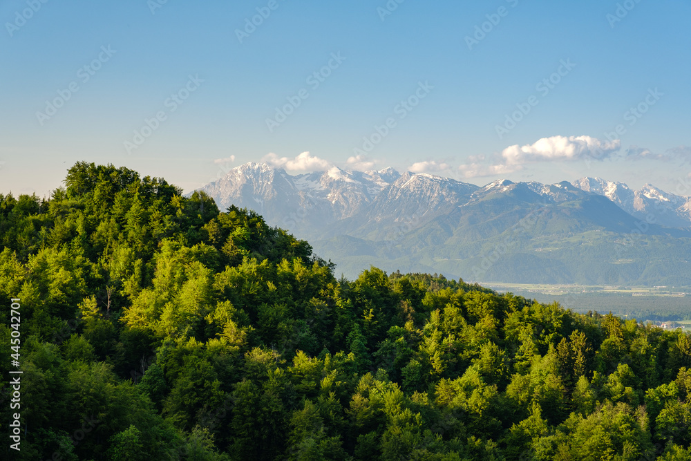 Slovenian alps behind spring green forest
