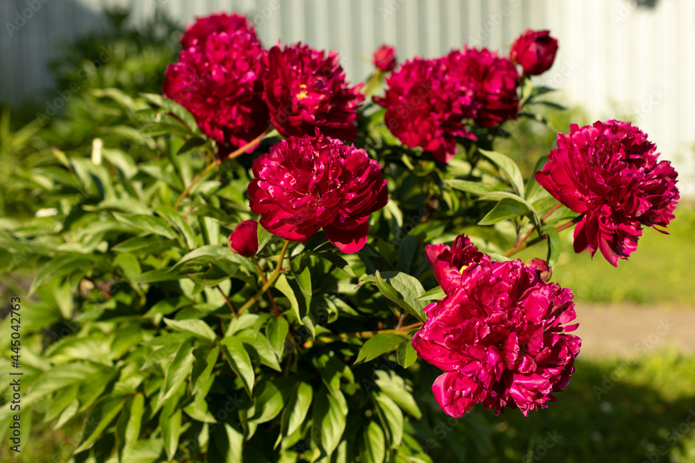 Red flower in the garden. Beautiful flower bud. Plants bloom in summer. Red flower in the garden. Beautiful flower bud. Plants bloom in summer.
