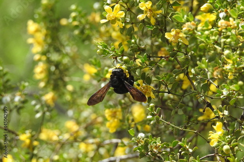 Carpenter bee on a creosote bush in Camp Verde, Yavapai County, Arizona. photo