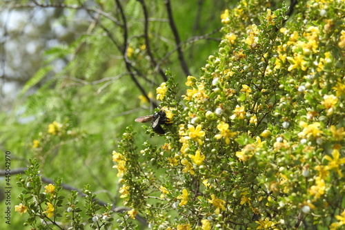 Carpenter bee on a creosote bush in Camp Verde, Yavapai County, Arizona. photo