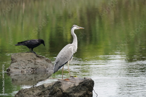 gray heron in the forest