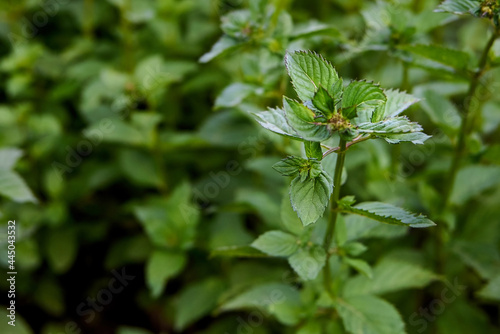 A branch of green mint grows in the garden.