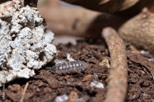 The little bug in garden