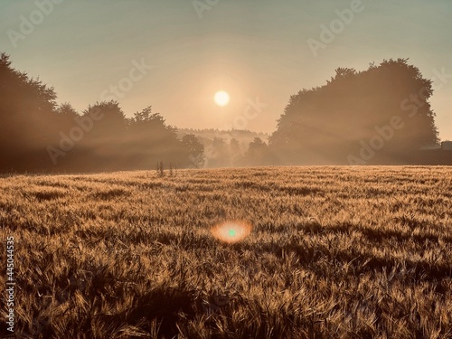 Misty Countryside Morning
