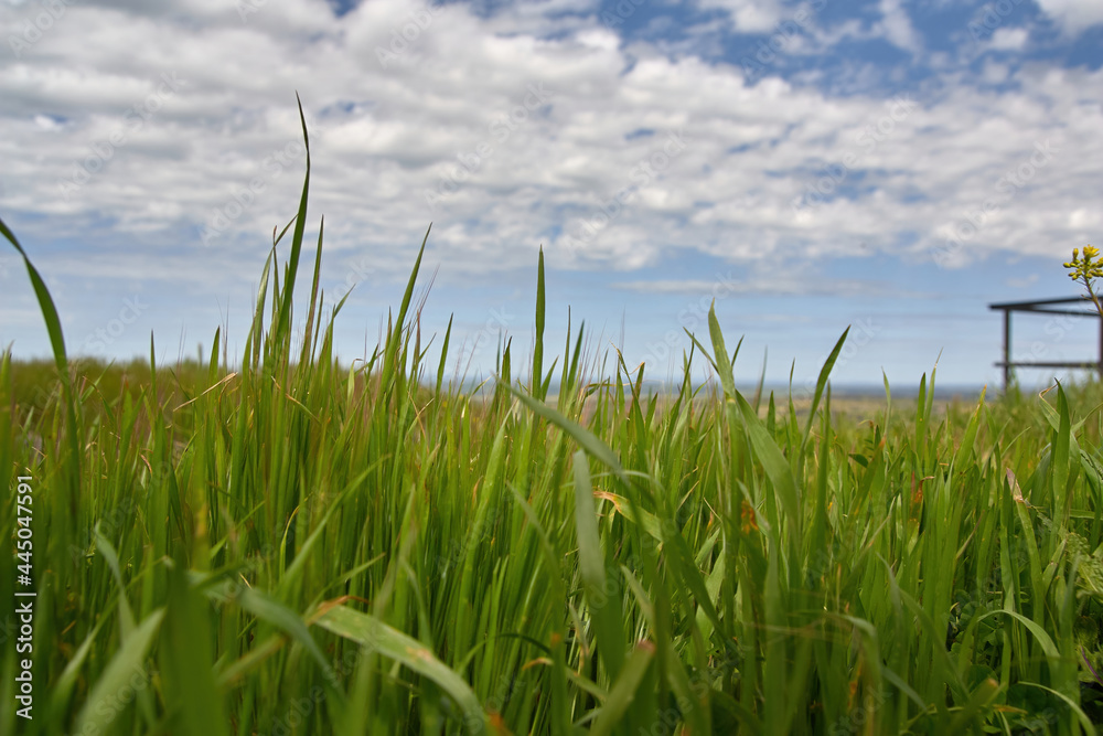 Green grass with blue sky and cloud background.