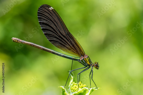 ZYGOPTERA - Kız Böceği © Yasin