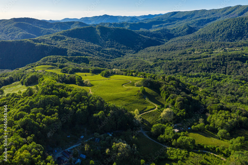 North Caucasus. Tea plantation in Matsesta. Aerial view.