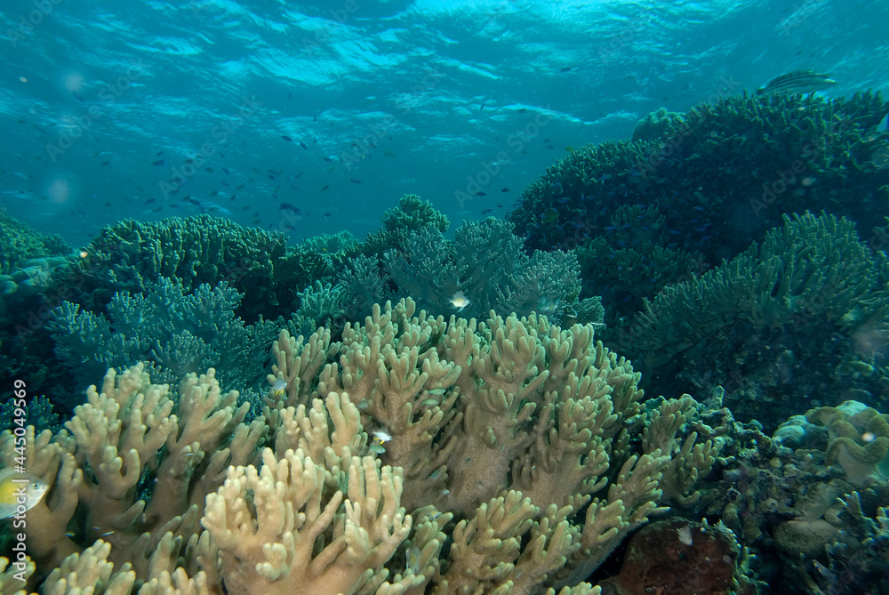 A picture of the coral reef A picture of the coral reef