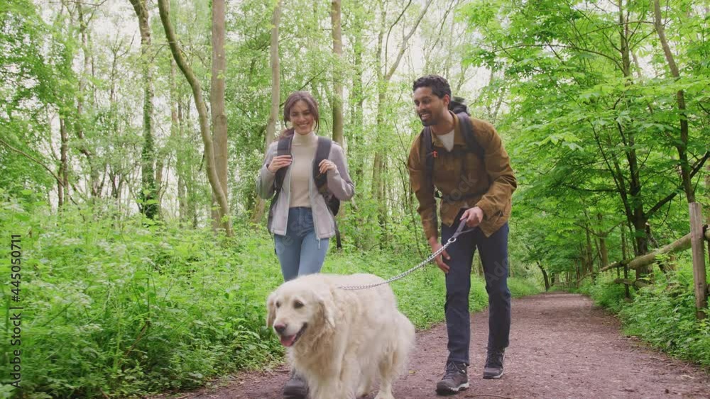Young couple hiking along path through trees in countryside with pet golden retriever dog on leash - shot in slow motion Young couple hiking along path through trees in countryside with pet golden retriever dog on leash - shot in slow motion