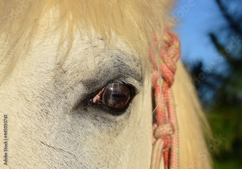 olhar do cavalo Branco encilhado no pôr-do-sol